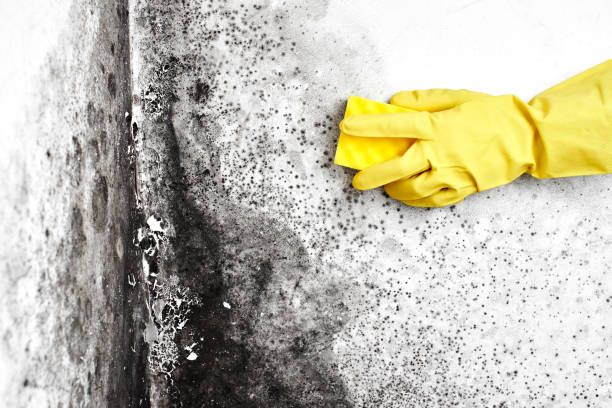 Professional Mold Removal in Glencoe, AL