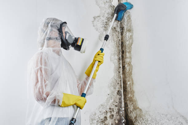 Best Local Mold Removal Service  in Glencoe, AL