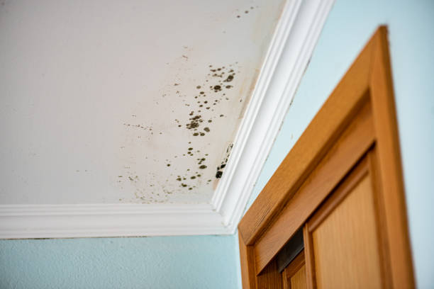 Best Mold Damage Repair  in Glencoe, AL