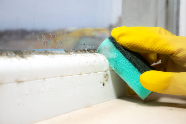 Best Mold Cleaning Services  in Glencoe, AL