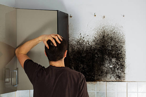 Best Affordable Mold Removal  in Glencoe, AL