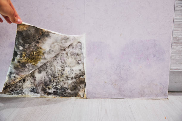 Best Office Mold Removal Services  in Glencoe, AL